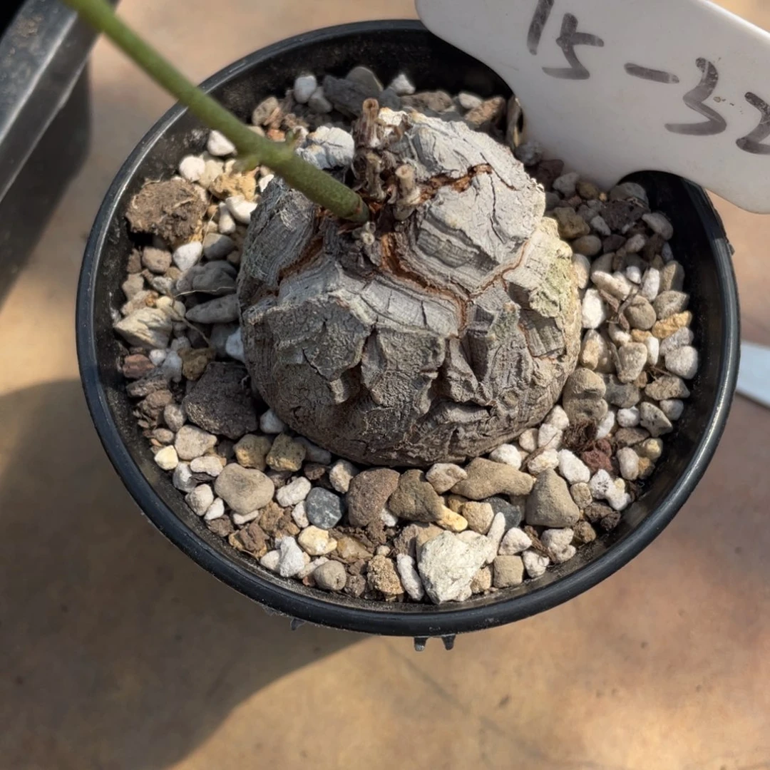 定盆定养龟甲龙4.7宫的