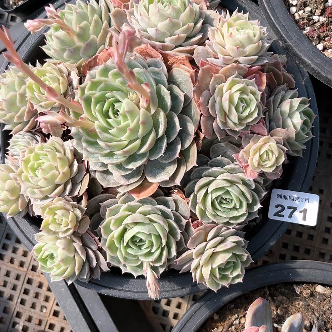 阿雅园艺。         271