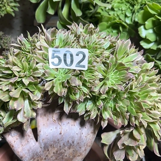 平***淡多肉植物一个妖西彦502