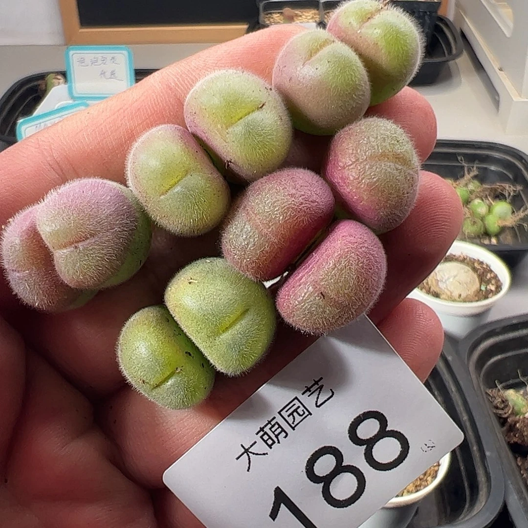 一物一拍。       188