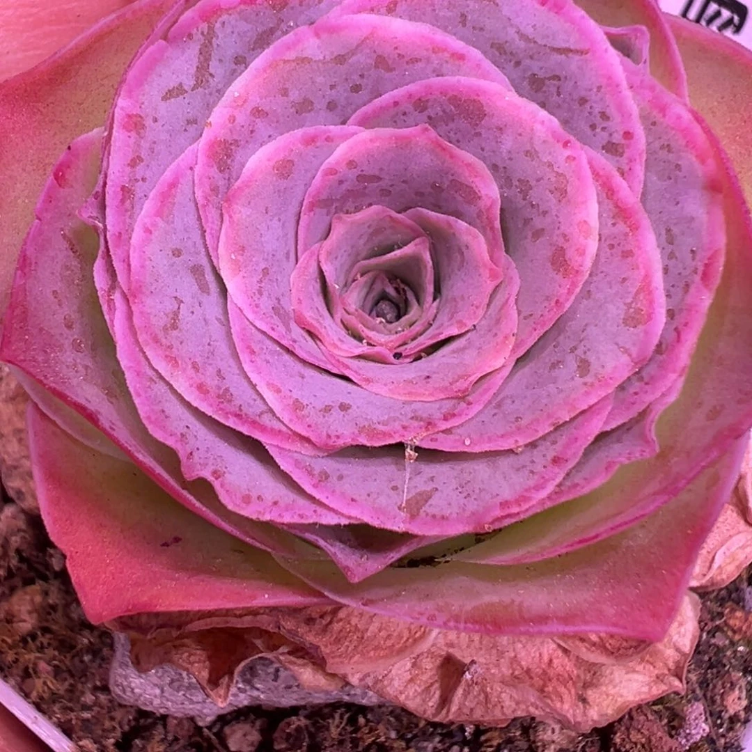 ?***?福袋 福袋 513.513