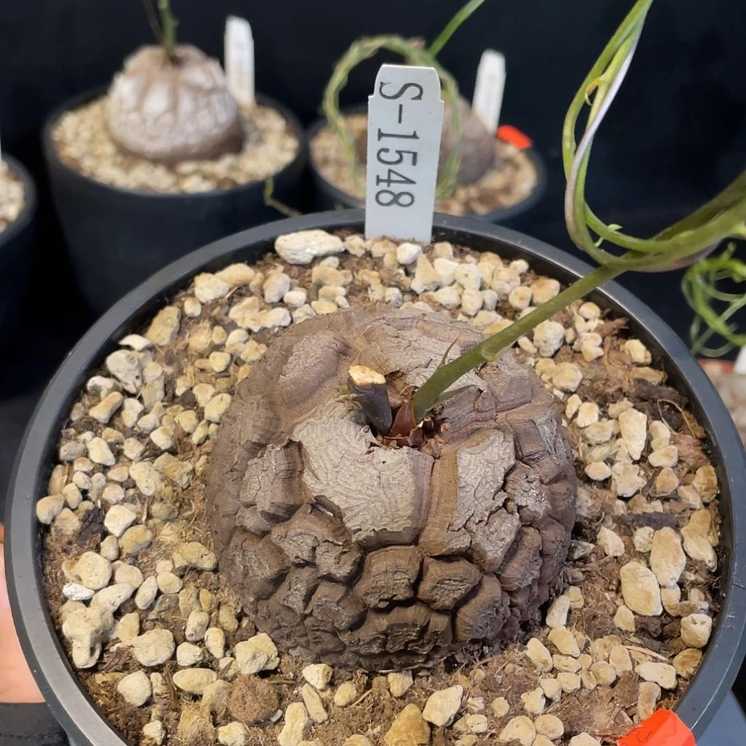 1548号龟甲龙不退不换