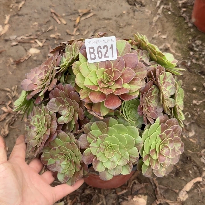 花月夜……多肉植物……