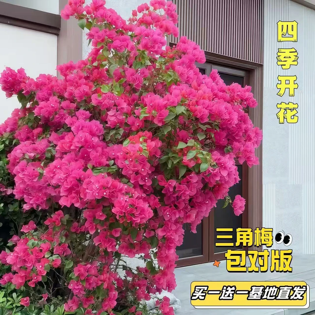 特价【超划算】三角梅老桩盆栽地载四季开花耐寒耐旱庭院花卉