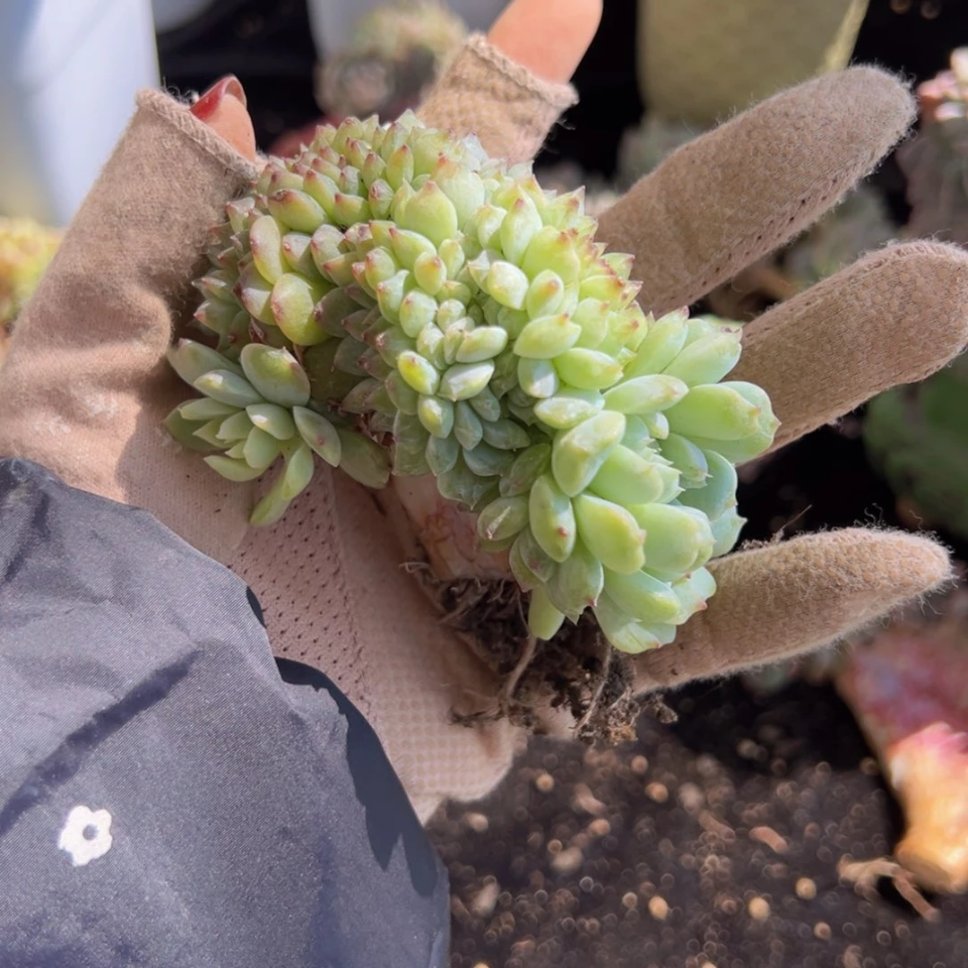 新年快乐下播福利