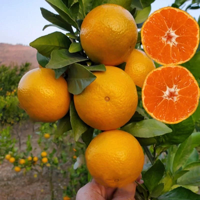 沙糖桔子树苗无籽砂糖橘子树苗嫁接红美人果树果苗盆栽南北方种植