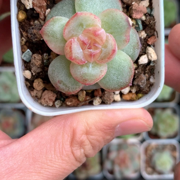 珍妮石化。     59号