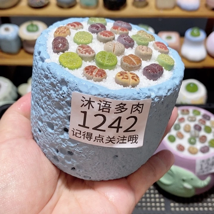 带盆土植物 精美盆栽1242