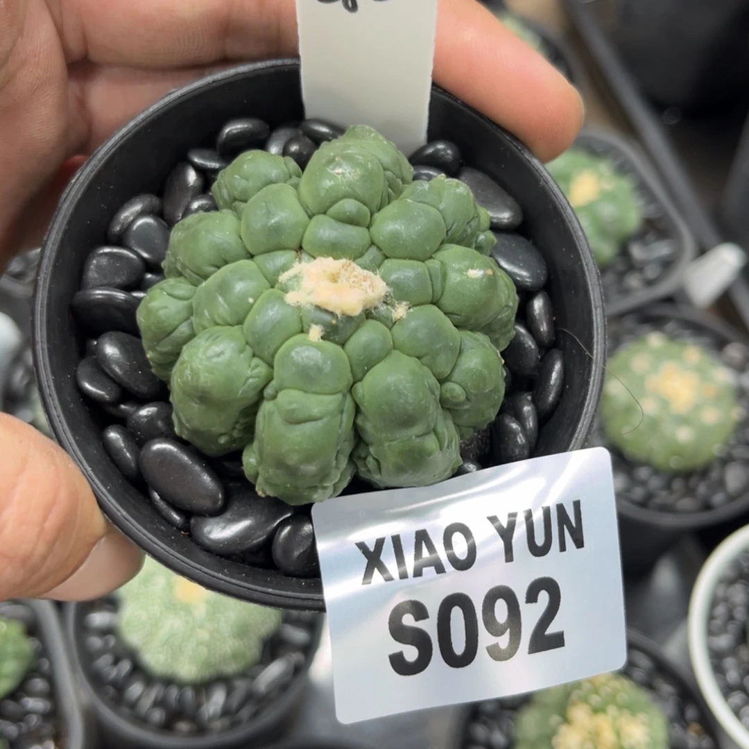 浪***石92十一月十五号仙人球