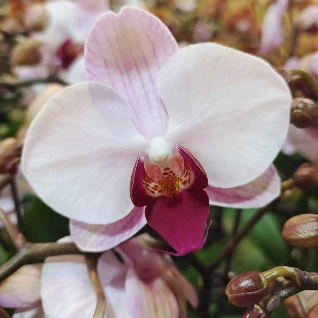 蝴蝶兰【粉钻石】小花型 桌面款花卉 带花发货 高端花卉