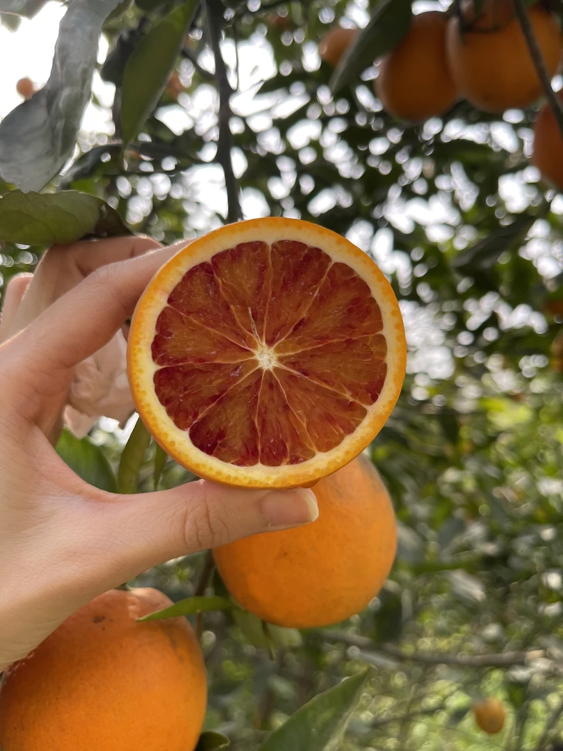 新鲜现摘四川塔罗科血橙玫瑰香橙酸甜可口2/3/5斤包邮坏果包赔