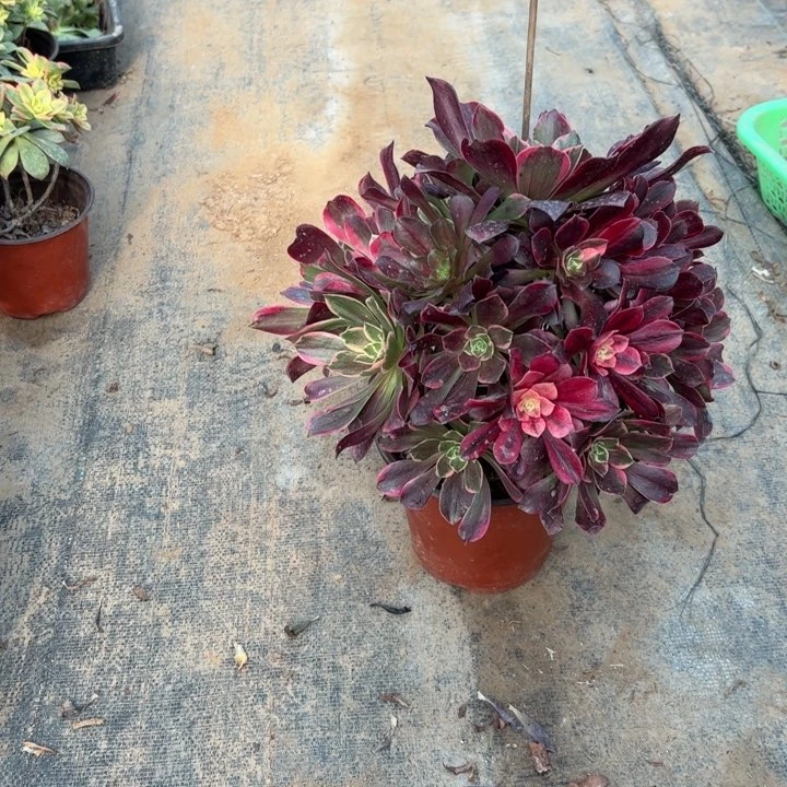 42金丝雀多肉多肉多肉