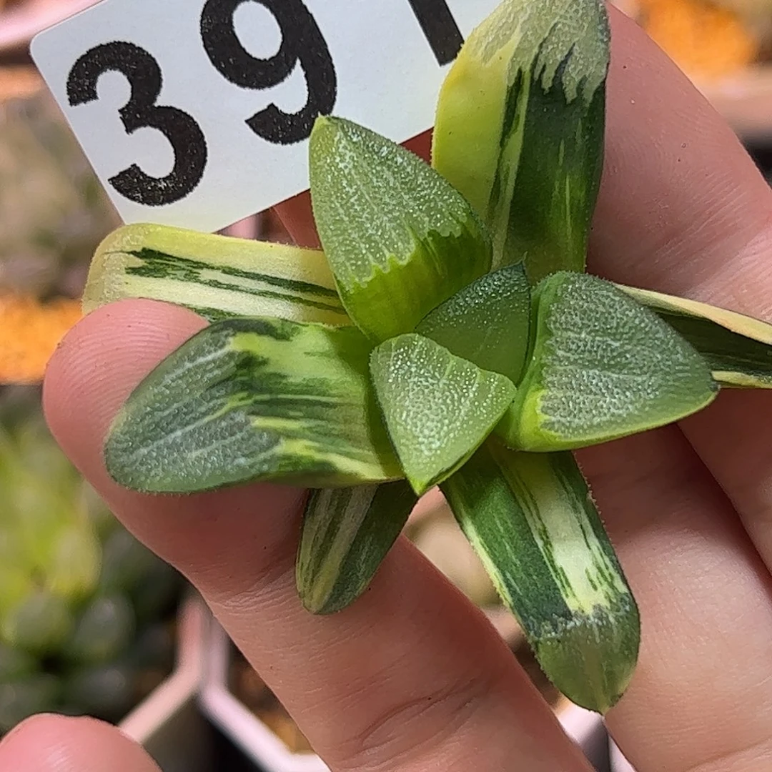 和田克锦十二卷多肉植物