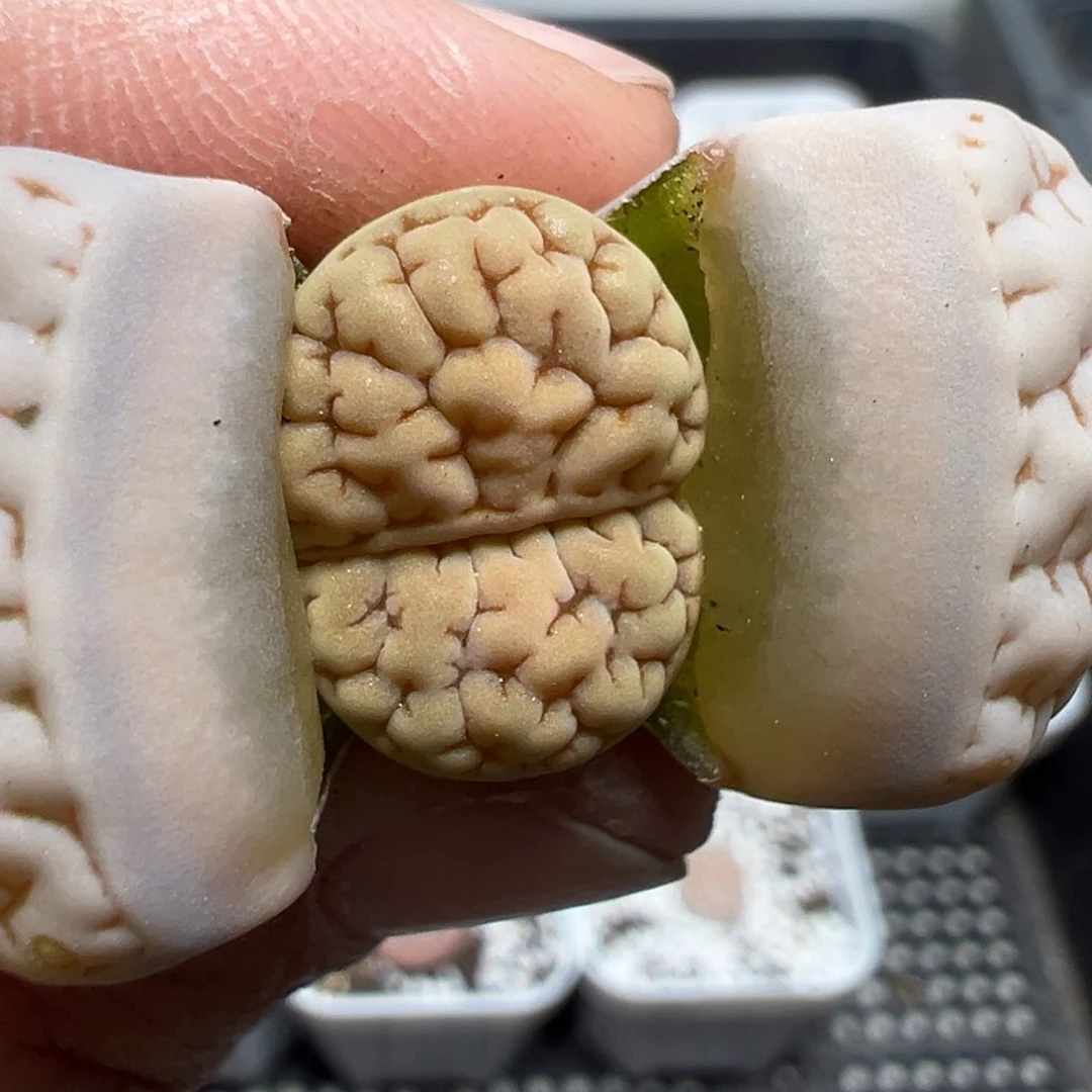 【闪购商品】235……