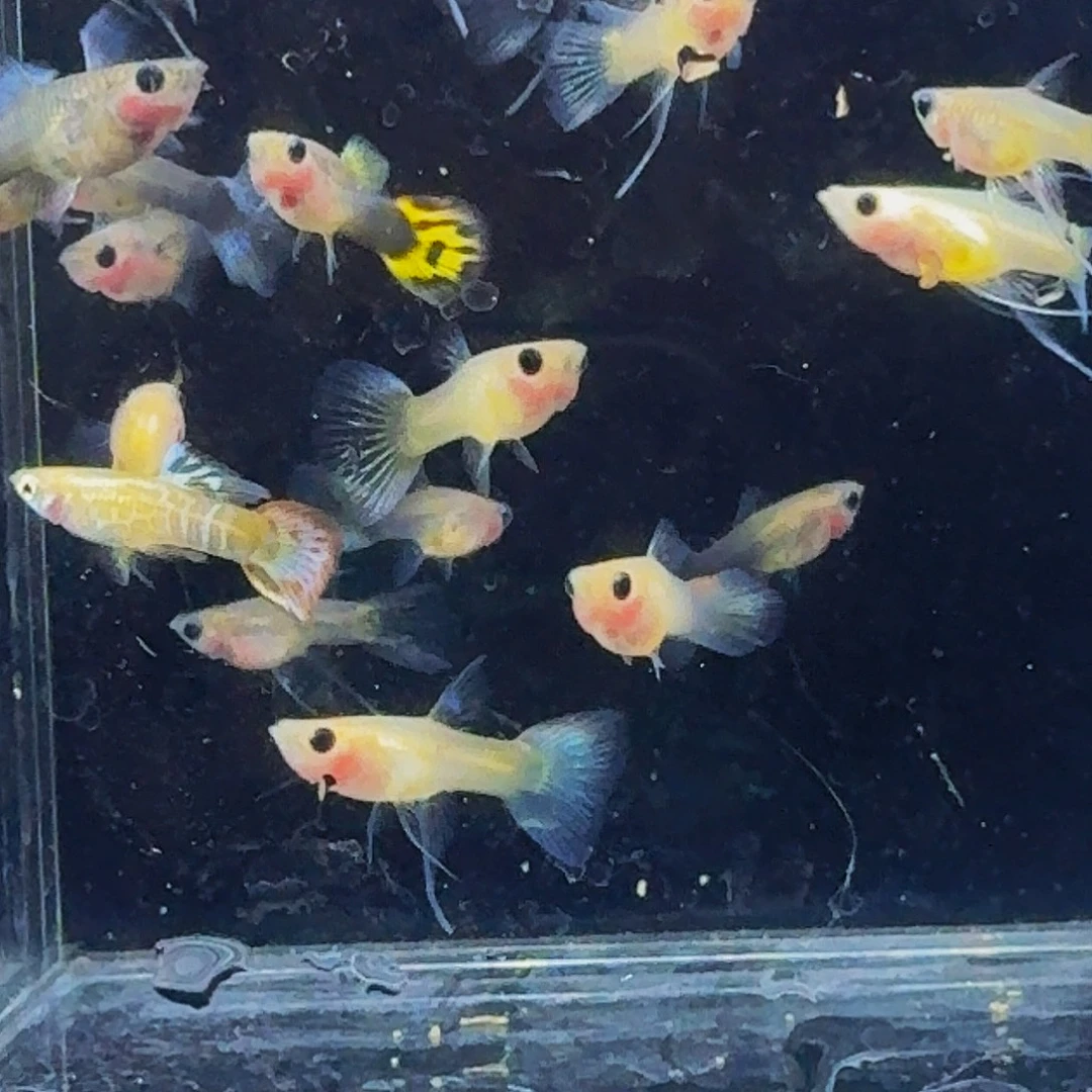 孔雀鱼小蜜蜂大c2对4条