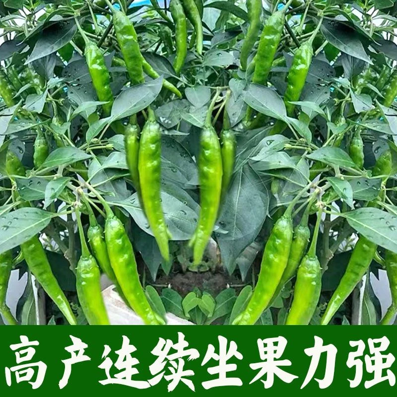 湖南樟树港树苗正宗樟树港辣椒苗特大发货秧苗正品辣子庭院植物