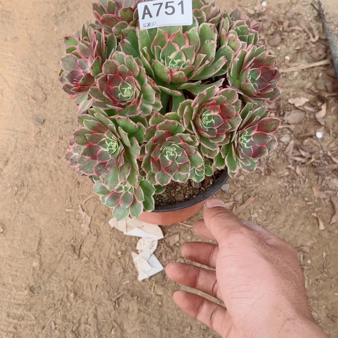 751孔雀翎多肉植物法师多肉