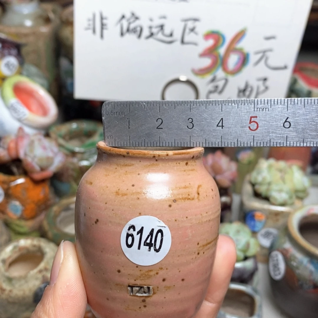 花盆拍5送一个小礼物