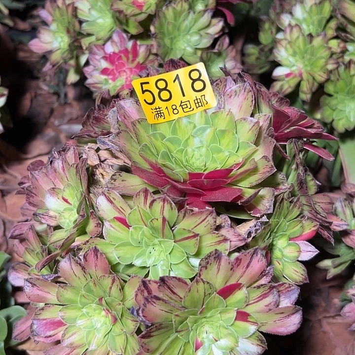 818 知否无根多肉法师锦