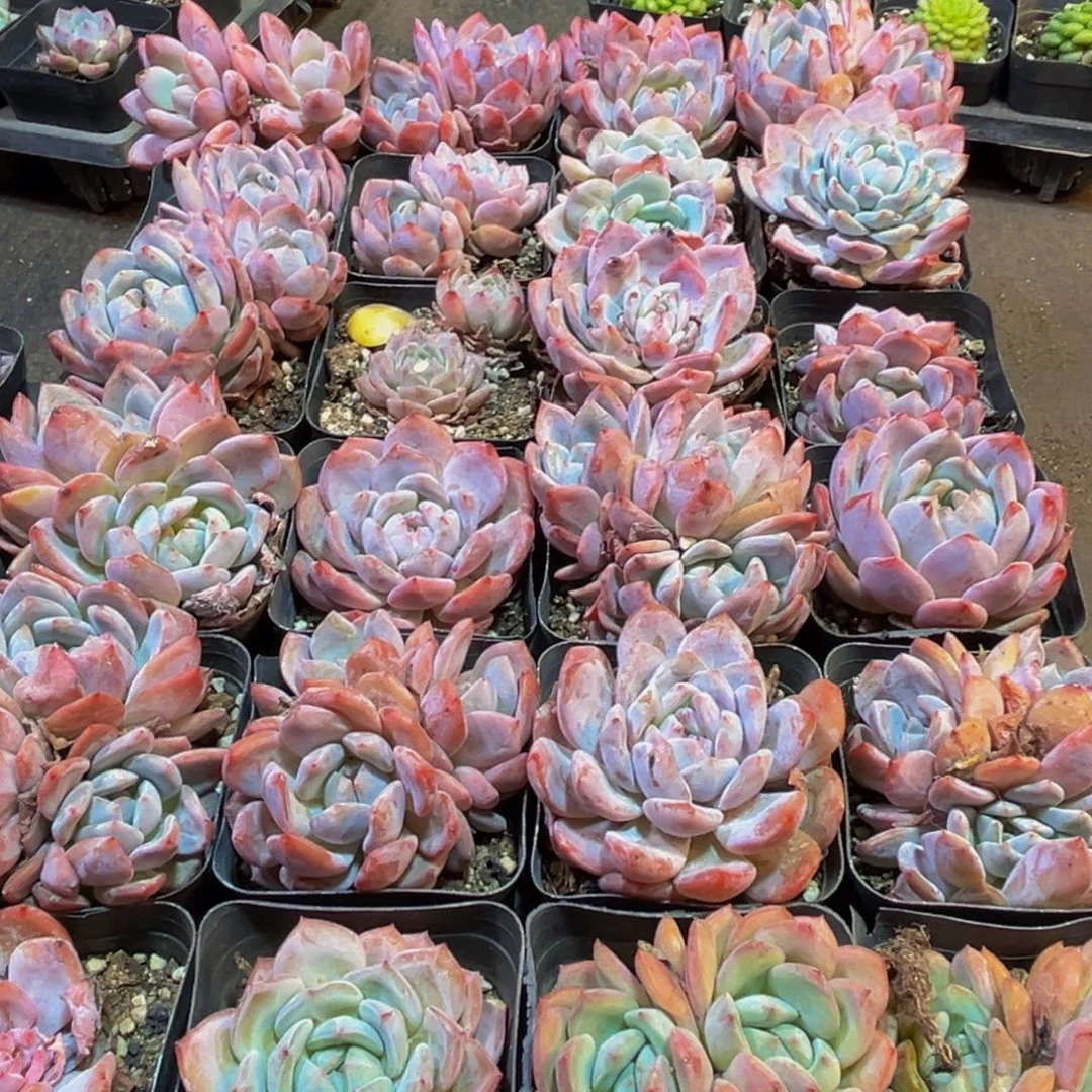 077的人了吧哈哈哈哈哈哈哈