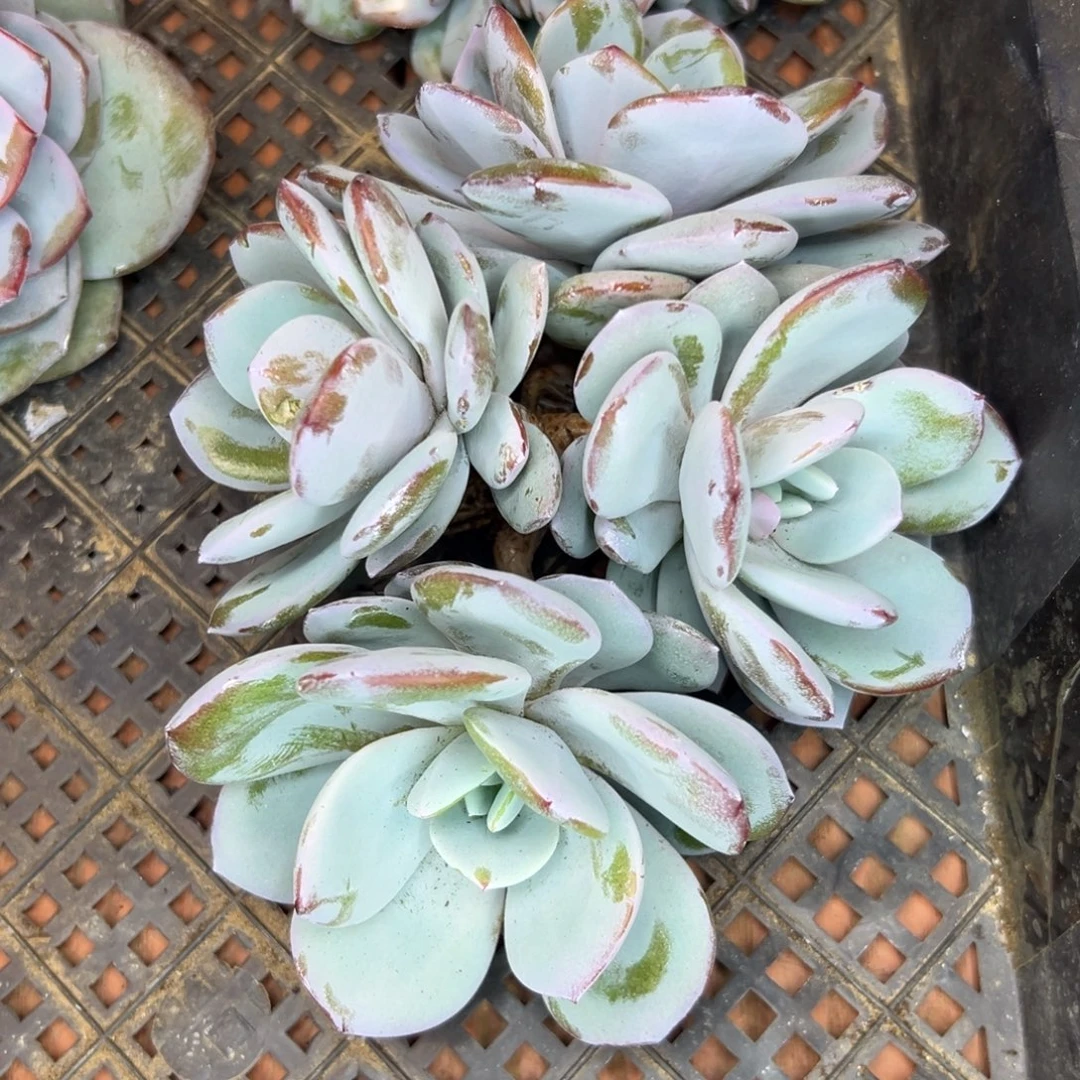 4头奶茶，一物一拍