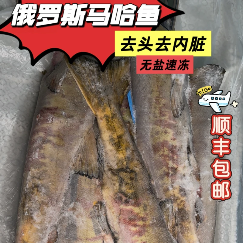 黑龙江特产大马哈鱼 去头去内脏  新鲜速冻【顺丰包邮】