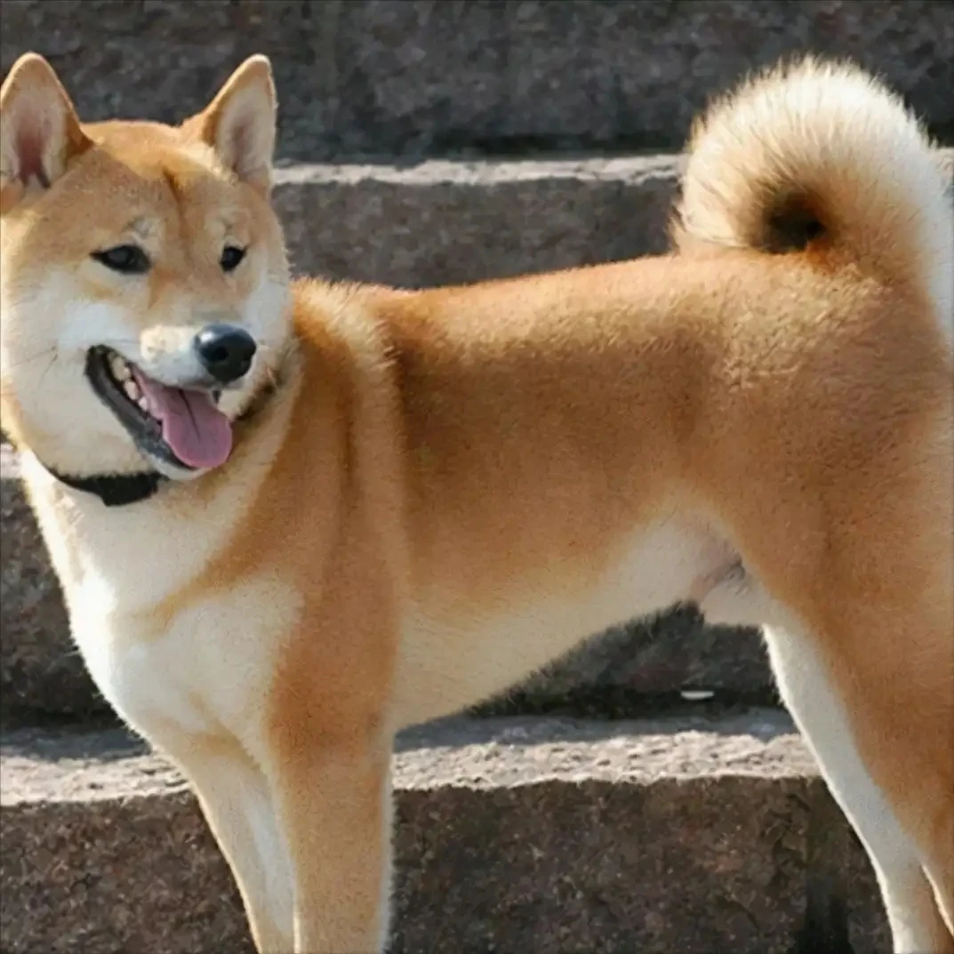 广西田园犬，广西猎犬，