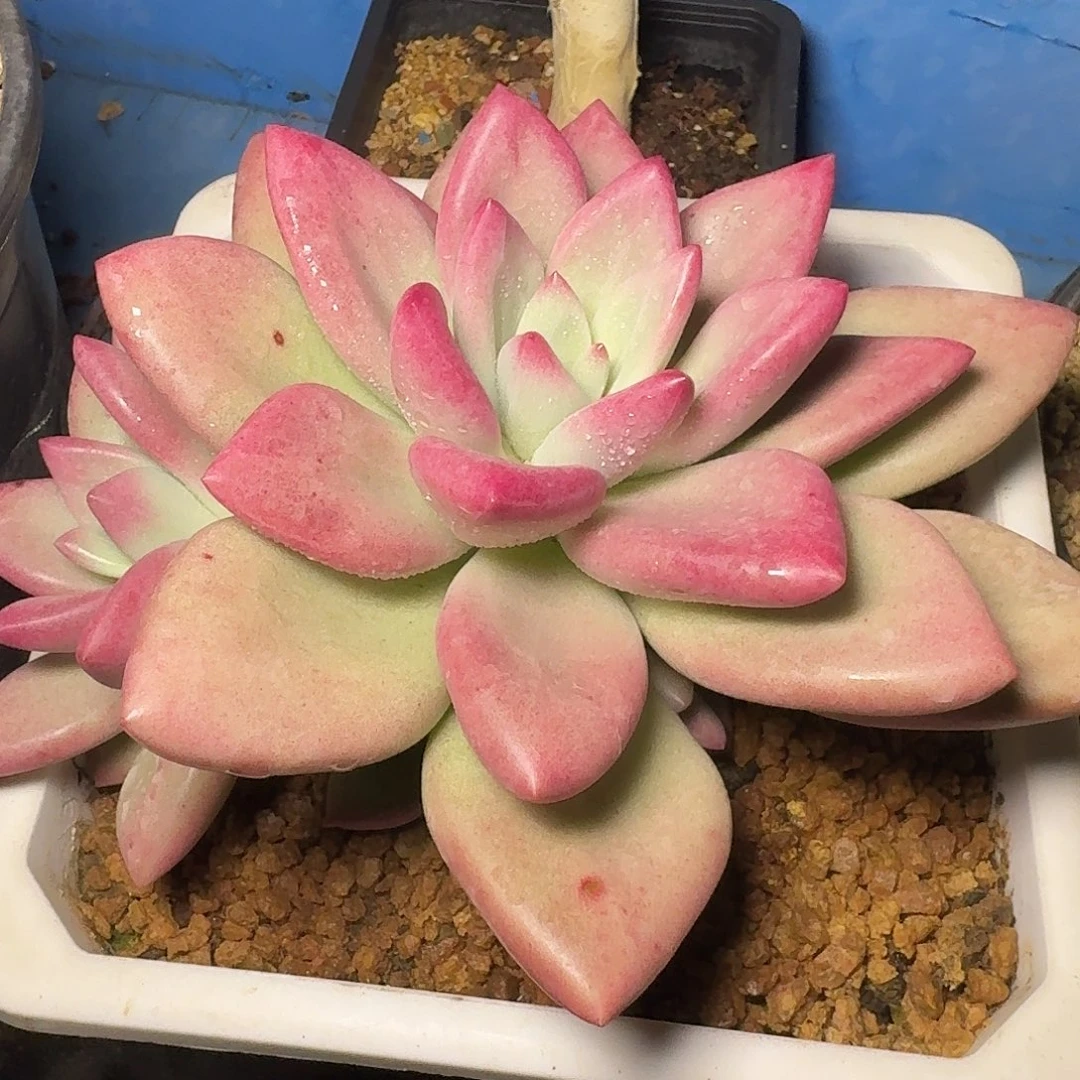 麦****赫本露斯多肉植物