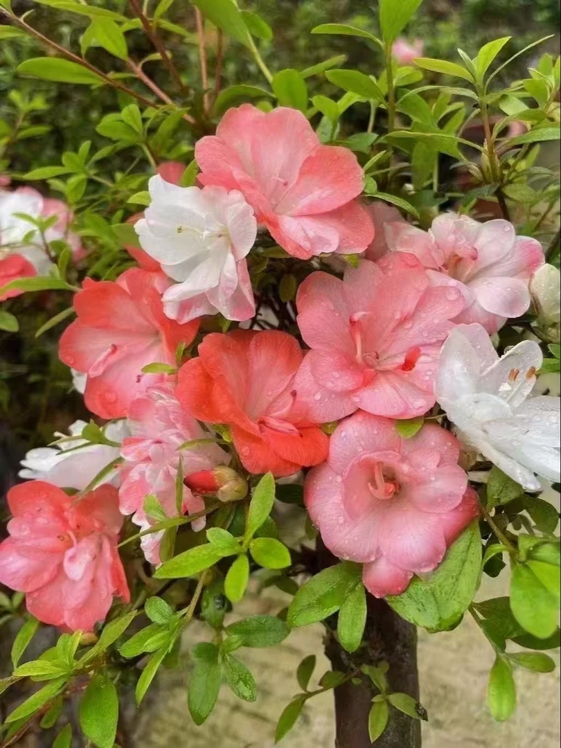 【樱牡丹】超稀缺杜鹃花皋月杜鹃特价买一送一