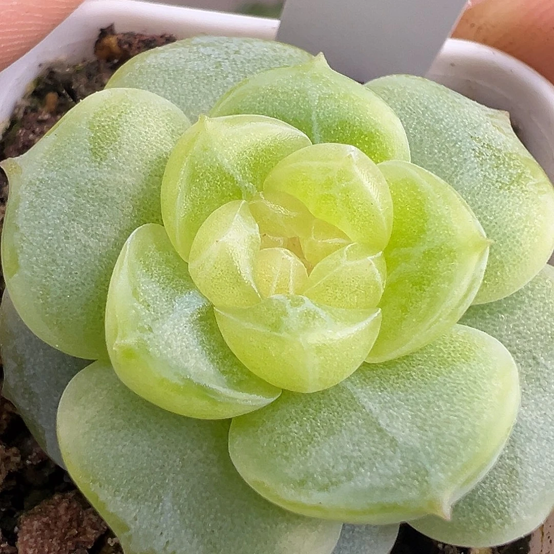 王者。