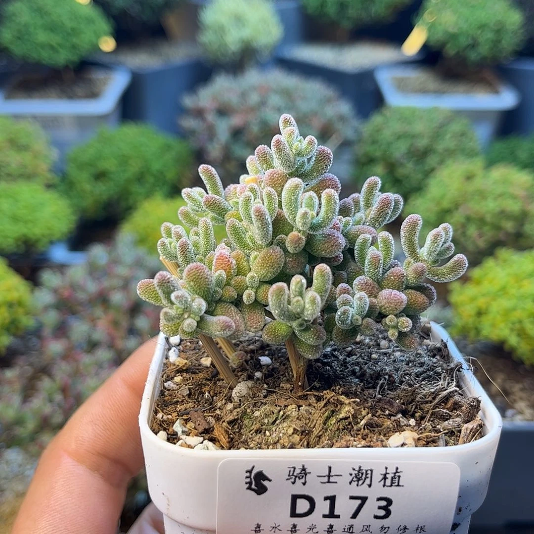 173优选冰晶枝干多肉