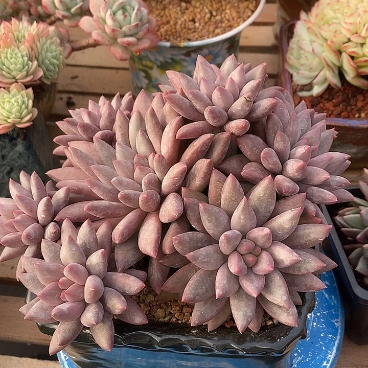 多肉植物肉肉植物