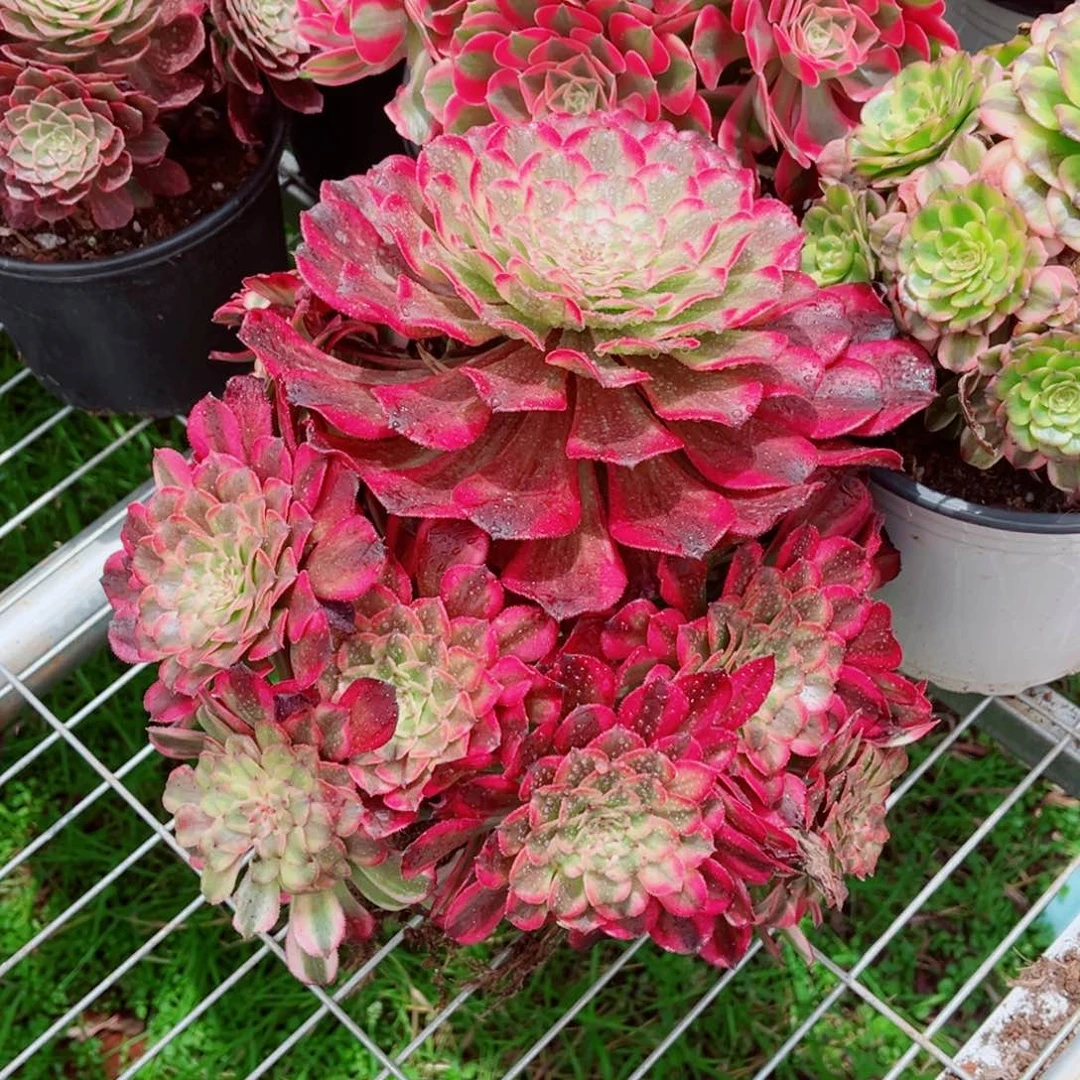 琉璃量拍多肉法师一个