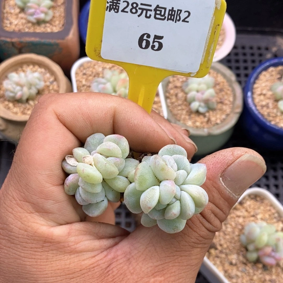 奥****?265冰玉石化多肉植物