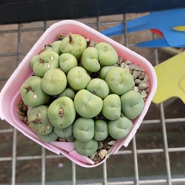 伯克利和格蕾纳等著名音乐家