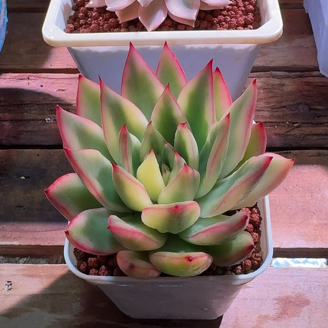 庆山锦 多肉多肉