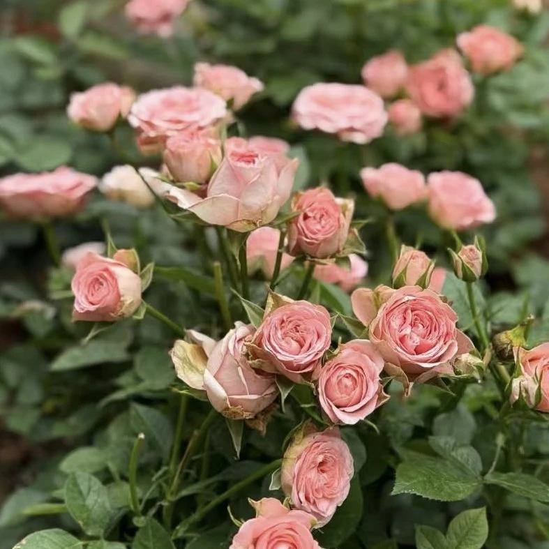 仙度瑞拉月季花盆栽花卉庭院耐晒耐寒易养护花园植物