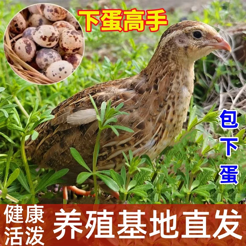 鹌鹑活苗下蛋鸟青年鹌鹑产蛋王繁殖宠物鹌鹑活苗包邮阳台产蛋包活