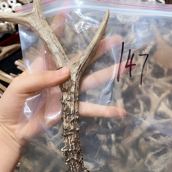 鹿角鹿角鹿角鹿角