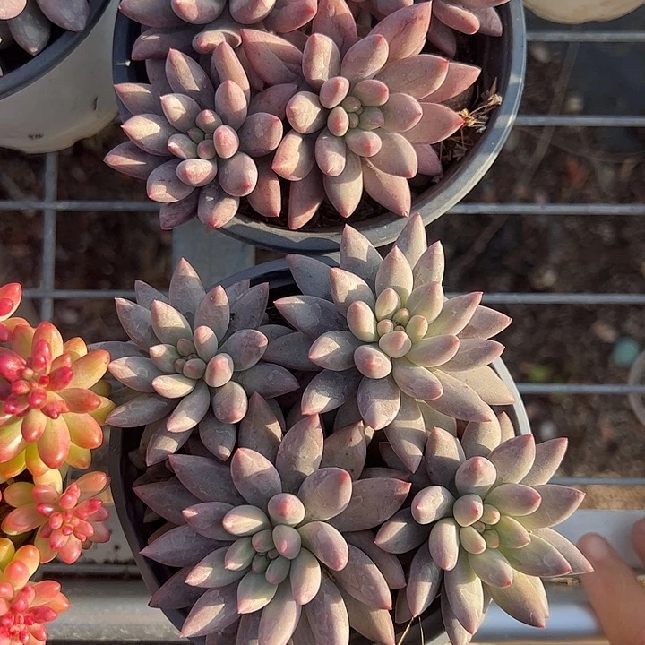红蜻蜓群生多肉植物精品