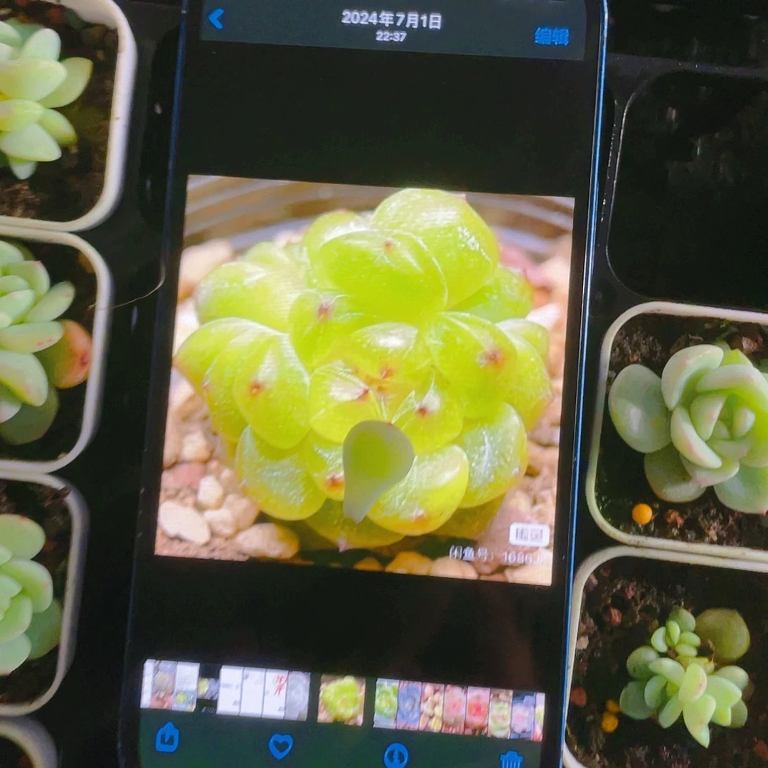 阳阳绿透甜心叶子一片一个满25包邮