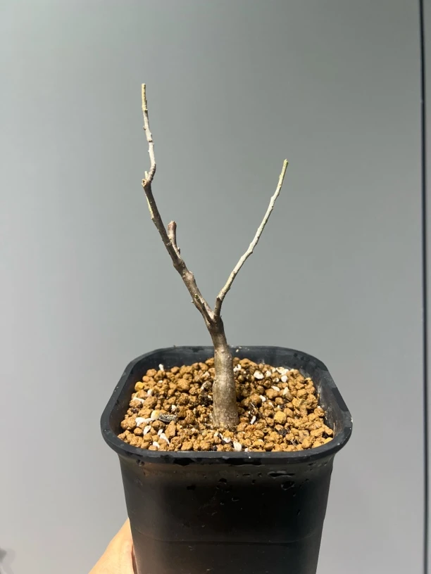 舍特达利裂榄实生带盆