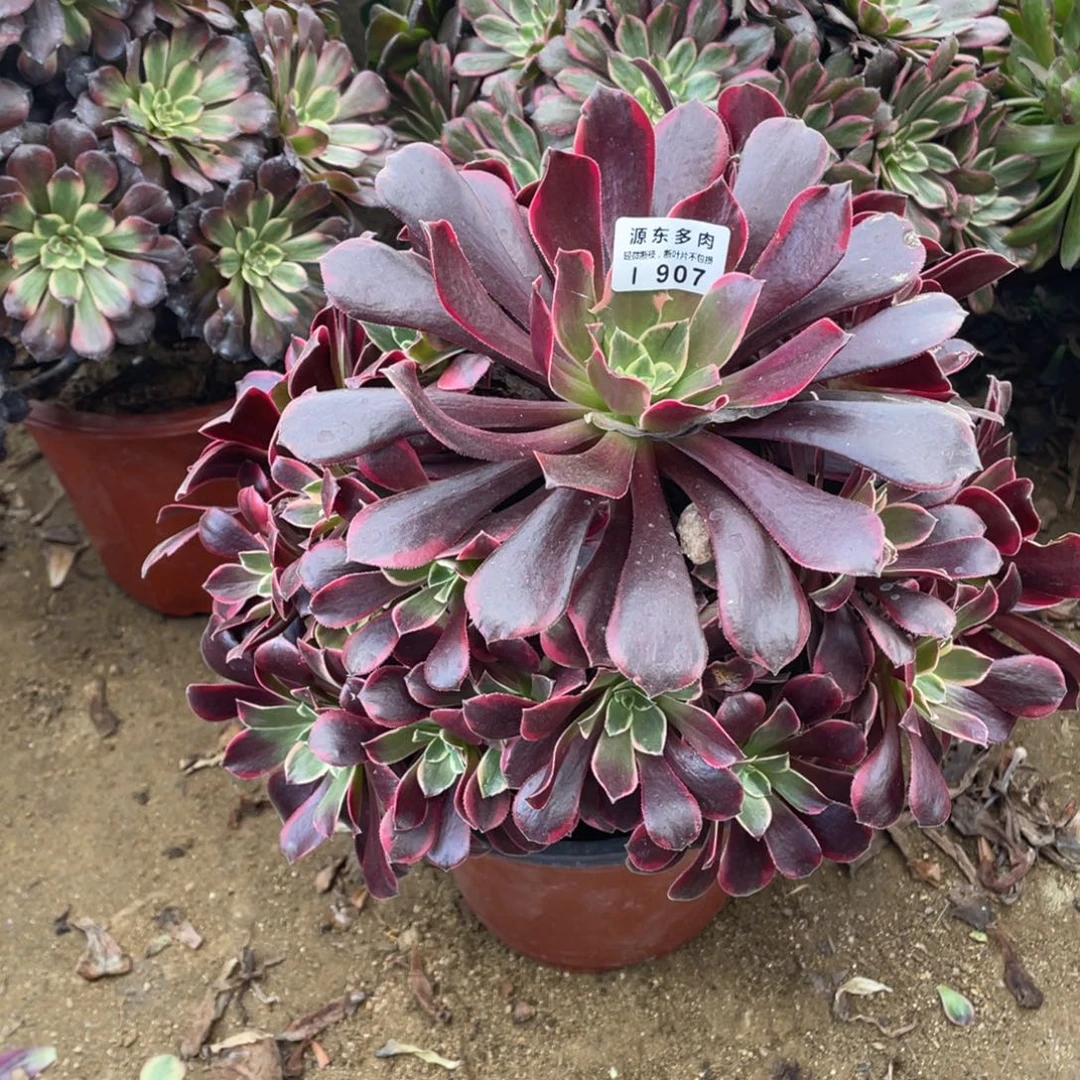 907金丝多肉法师断枝不包