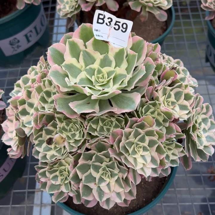 359夜罗刹23厘米左右