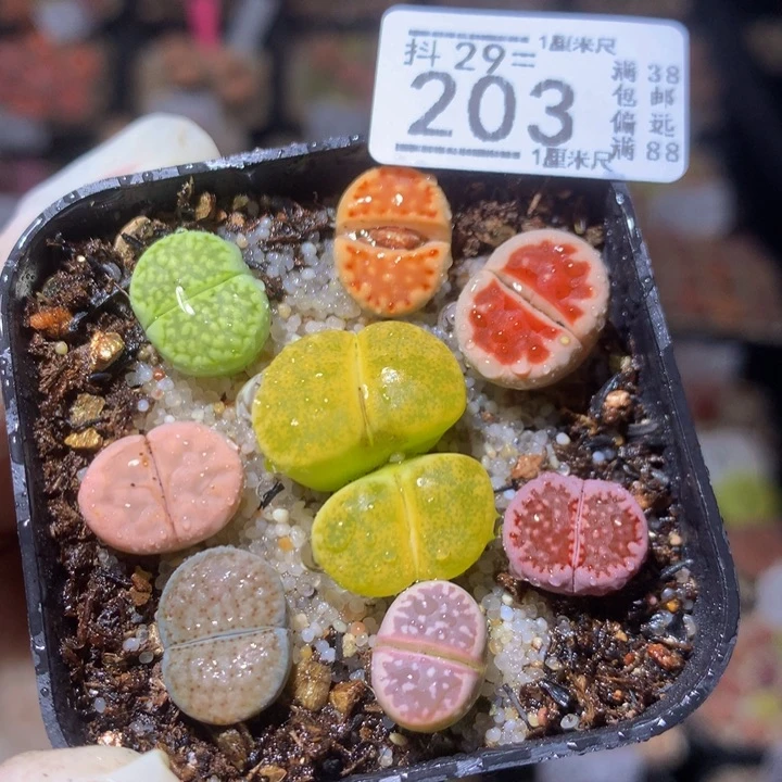 精品生生花29.203