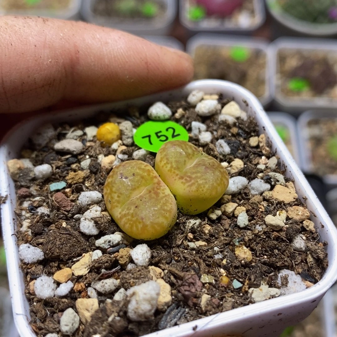 杂交漂亮多肉植物752
