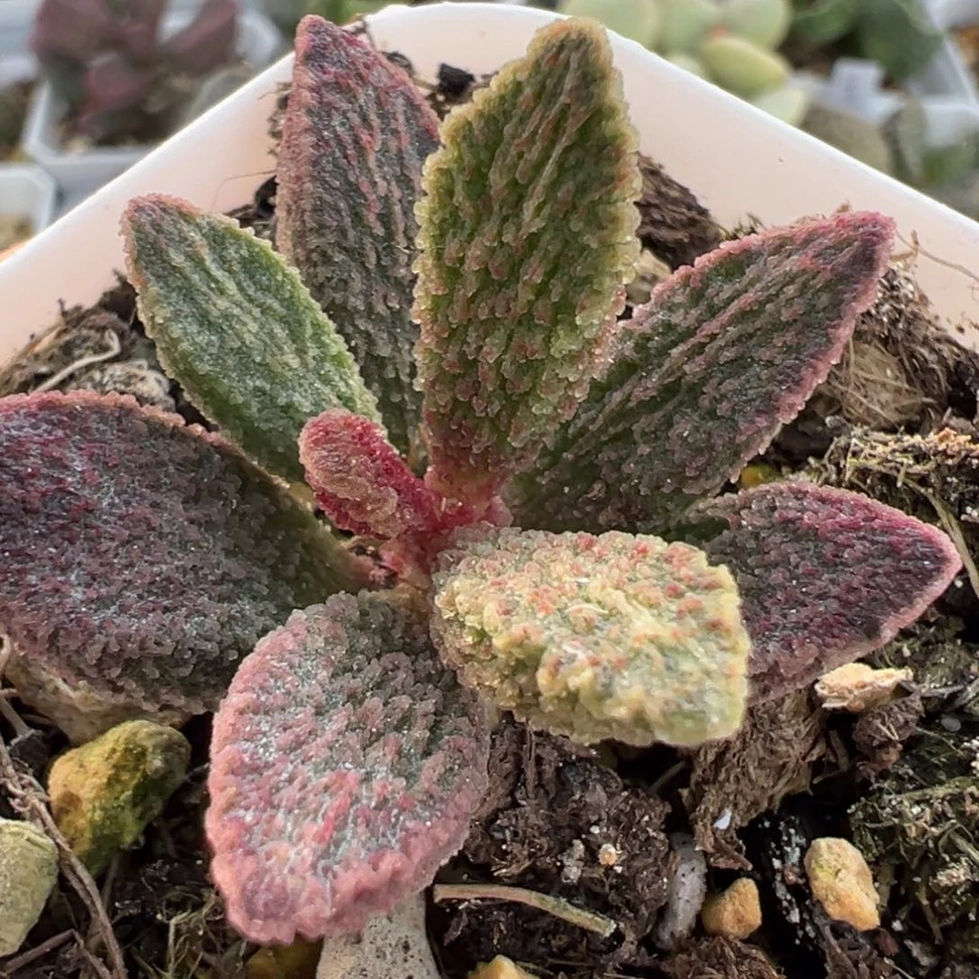 实生新品单头纯木质桩多肉植物