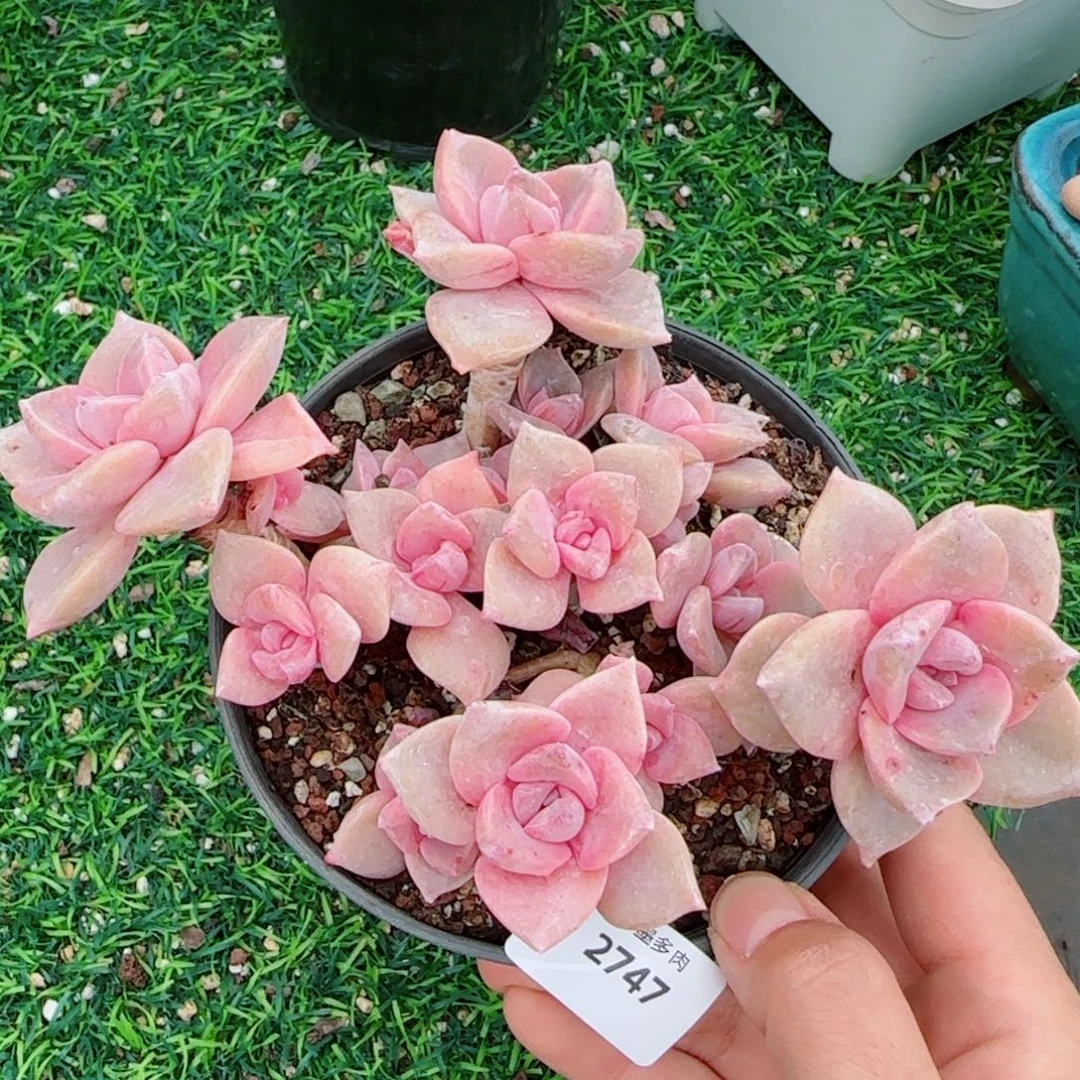 彩虹糖无砍，2747多肉植物