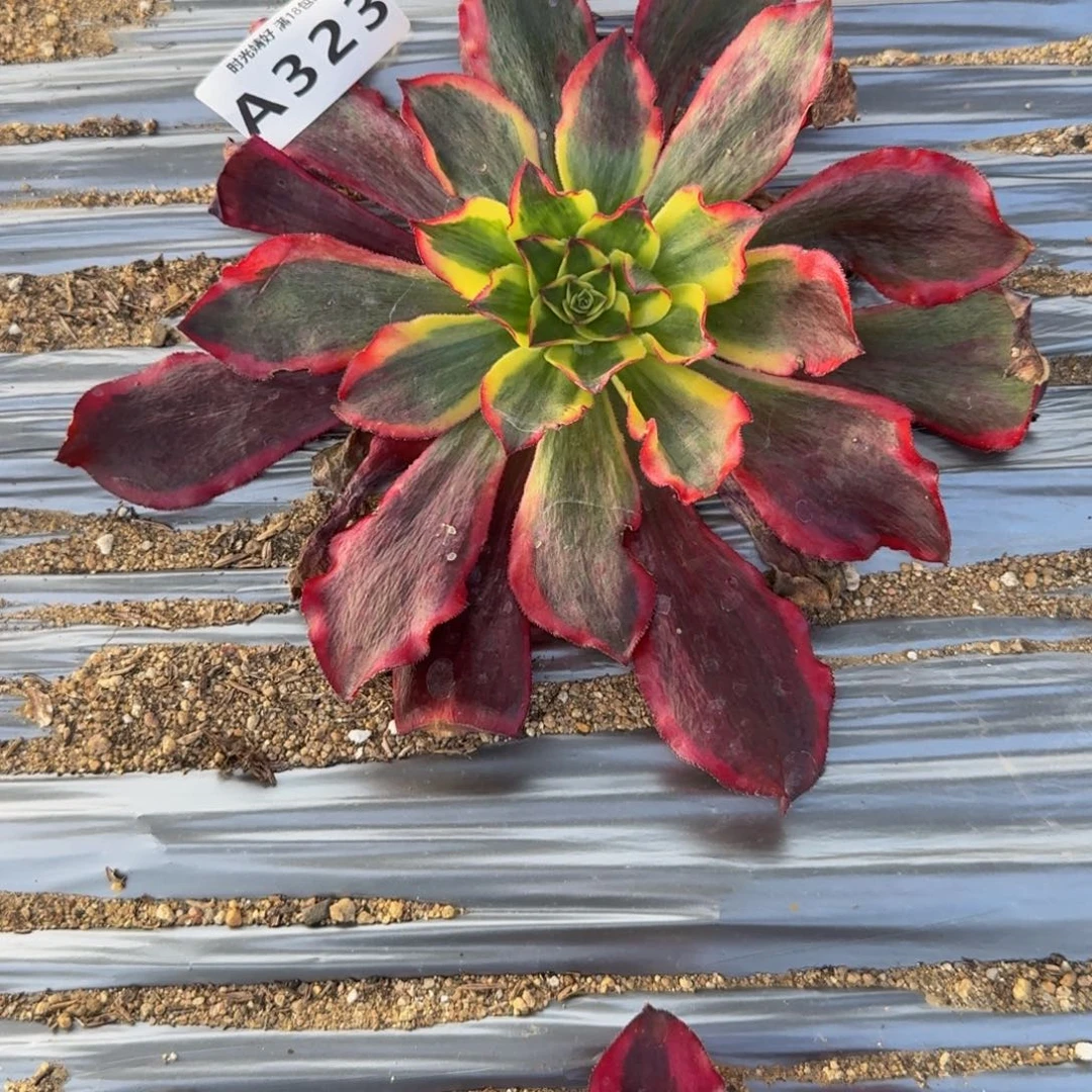 323魅影。多肉植物