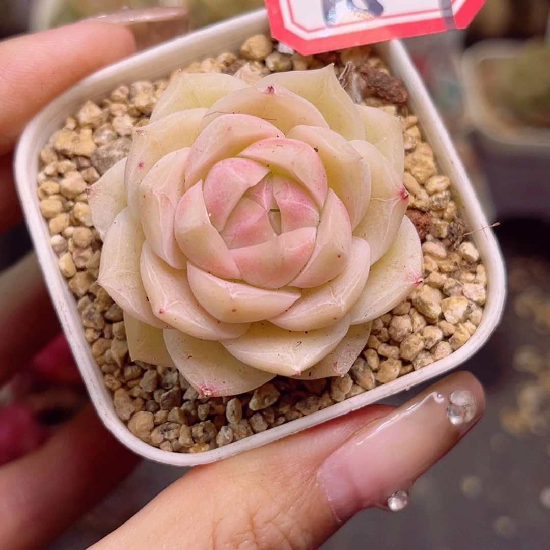 云***芙F509珍妮玫瑰一物一拍